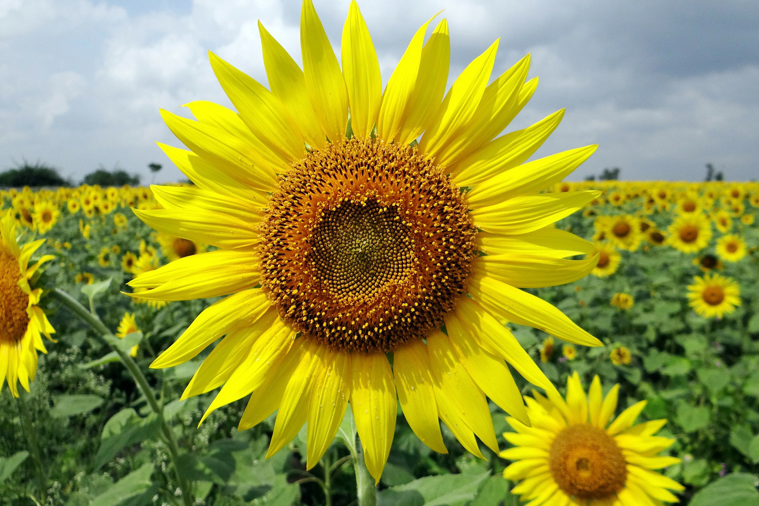 Sunflower